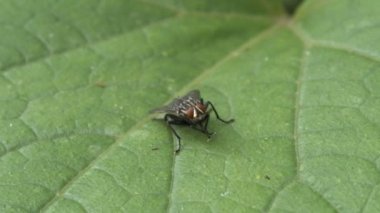 Sinek pençelerini yeşil bir yaprakla temizler. Böcek yakın plan.