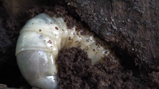 Larva di scarabeo rinoceronte. Parassiti sul corpo della larva. Super macro video. Oryctes nasicornis. — Video Stock