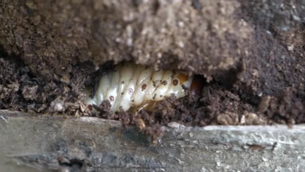 Rhinoのカブトムシ幼虫。体のセグメントを閉じる。オルシテス・ナシコーニス. — ストック動画