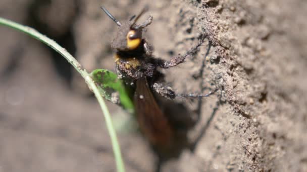 Tawon raksasa dibersihkan dari tanah kering setelah hujan. Serangga Megascolia maculata close-up. — Stok Video