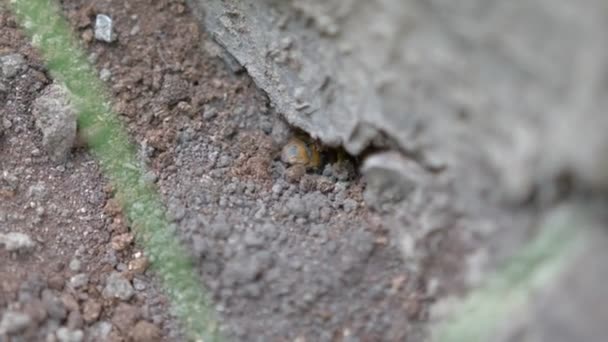 Die Riesenwespe verschwindet im Boden. Das Insekt Megascolia maculata aus nächster Nähe. — Stockvideo