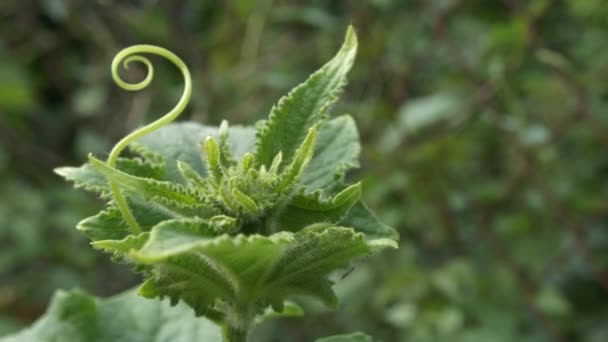 De groene stengel van een komkommer zwaait in de wind. De plant is close-up. — Stockvideo