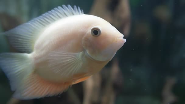 Le poisson d'aquarium est grand. Un résident de l'aquarium en gros plan. — Video