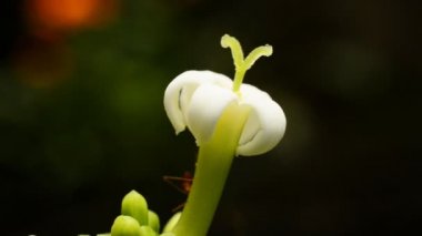 Karıncalar üzerinde beyaz çiçek polen toplama