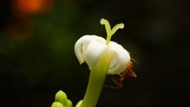 Karıncalar üzerinde beyaz çiçek polen toplama