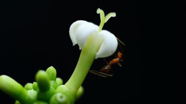 Karıncalar üzerinde beyaz çiçek polen toplama