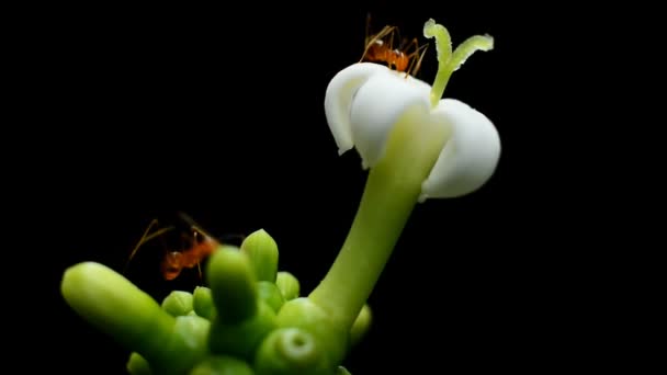 Myror samlar pollen på vit blomma — Stockvideo