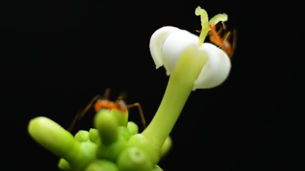 Hormigas recolectando polen en flor blanca — Vídeos de Stock