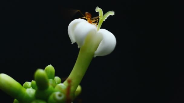 Semut mengumpulkan serbuk sari pada bunga putih — Stok Video