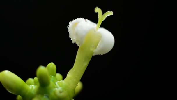 Hormigas recolectando polen en flor blanca — Vídeos de Stock