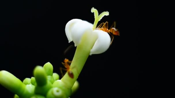 Myror samlar pollen på vit blomma — Stockvideo