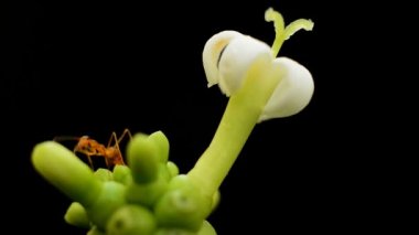 Karıncalar üzerinde beyaz çiçek polen toplama