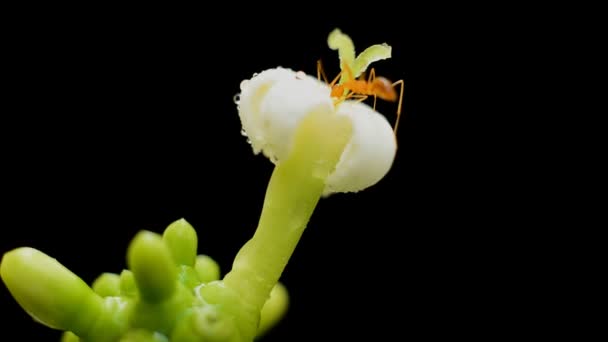 Hormigas recolectando polen en flor blanca — Vídeo de stock