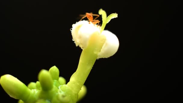 Hormigas recolectando polen en flor blanca — Vídeo de stock