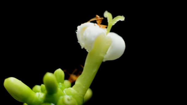 Hormigas recolectando polen en flor blanca — Vídeos de Stock