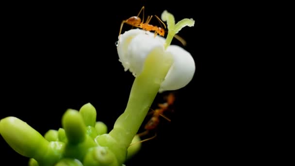 Hormigas recolectando polen en flor blanca — Vídeos de Stock