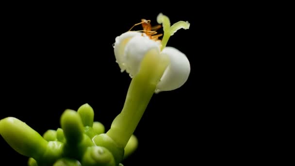 Mieren verzamelen stuifmeel op witte bloem — Stockvideo