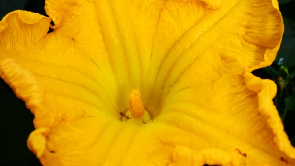 Муравьи собирают пыльцу на желтый цветок — стоковое видео