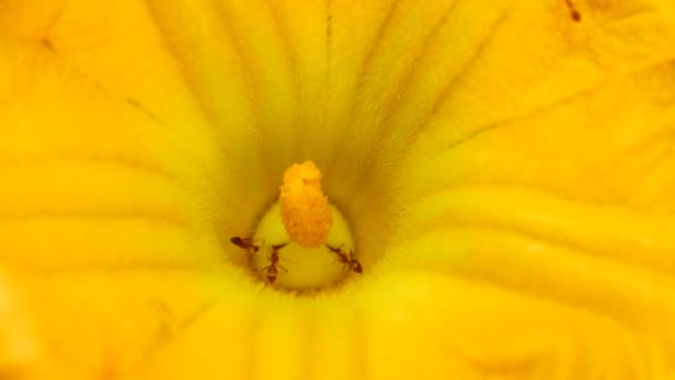 Ameisen sammeln Pollen auf gelben Blüten — Stockvideo