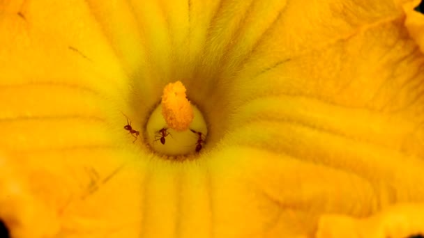Муравьи собирают пыльцу на желтый цветок — стоковое видео