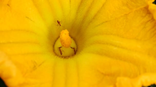 Hormigas recolectando polen en flor amarilla — Vídeos de Stock