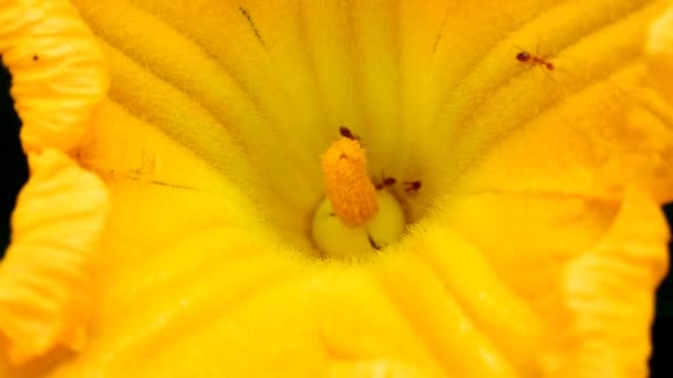 Fourmis ramassant du pollen sur fleur jaune — Video