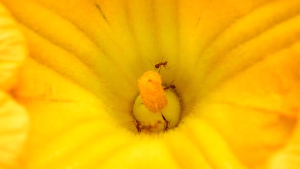 Formiche che raccolgono polline su fiore giallo — Video Stock