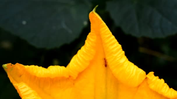 Formiche che raccolgono polline su fiore giallo — Video Stock