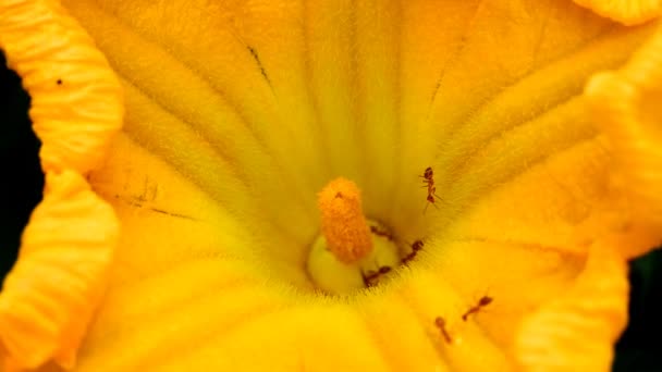 Fourmis ramassant du pollen sur fleur jaune — Video