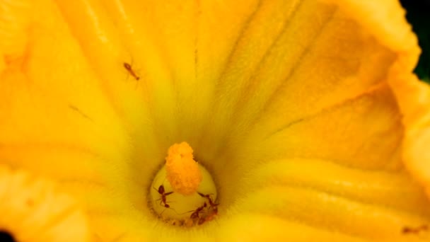 Hormigas recolectando polen en flor amarilla — Vídeos de Stock