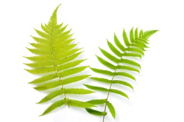 Beyaz arkaplanda yeşil yaprak