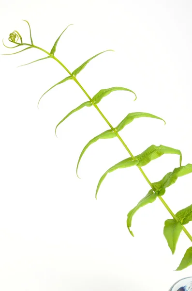 Green leaf on white background — Stock Photo, Image