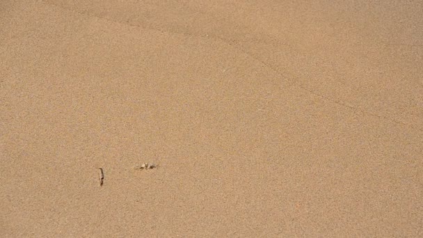 Fundo de areia sem costura — Vídeo de Stock