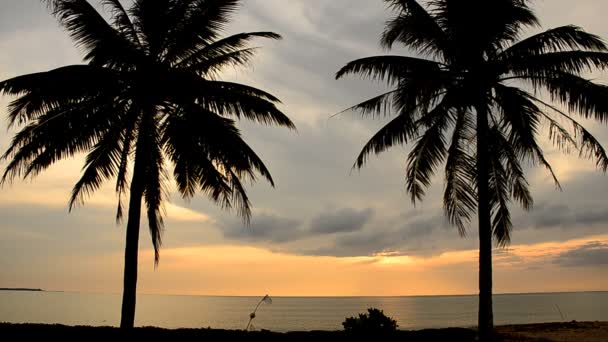 Coconut at Beach in the evening — Stock Video