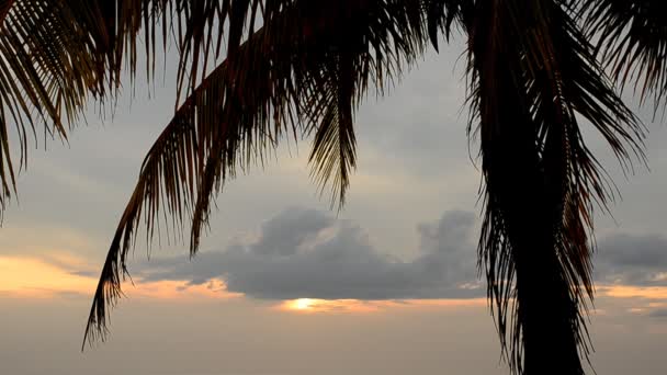 Noix de coco à la plage dans la soirée — Video