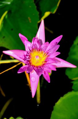 Lotus çiçeği veya Nilüfer çiçeği