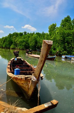 Uzun kuyruklu teknede mangrov orman