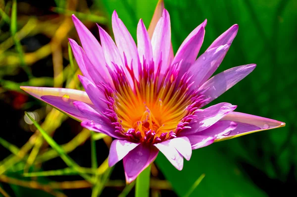 Lotus Flower or Water lily — Stock Photo, Image