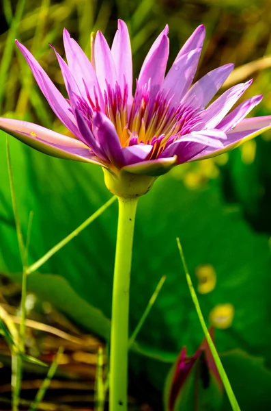 Lotus Flower or Water lily — Stock Photo, Image