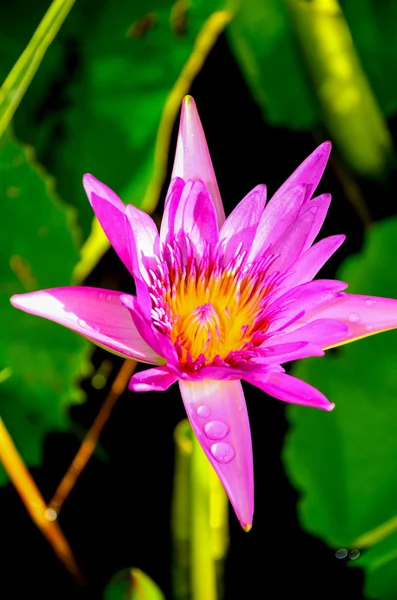 Lotusblomma eller näckros — Stockfoto