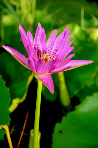 Lotus Flower or Water lily — Stock Photo, Image