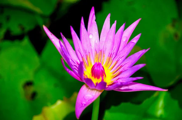 Lotus Flower or Water lily — Stock Photo, Image