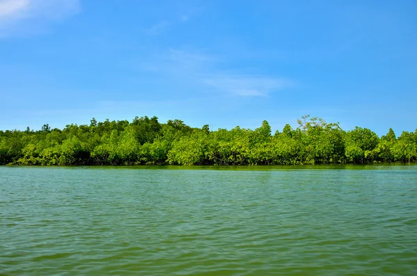 청록색 녹색 따라 맹그로브 나무 — 스톡 사진