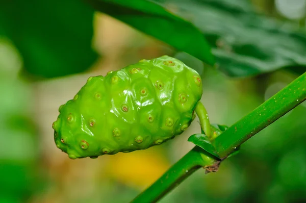 Noni Morinda Citrifolia boom Rechtenvrije Stockfoto's