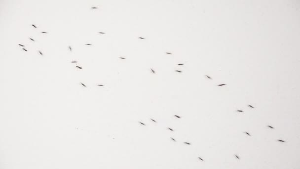 Beyaz duvar üzerinde yürüyen karıncalar — Stok video