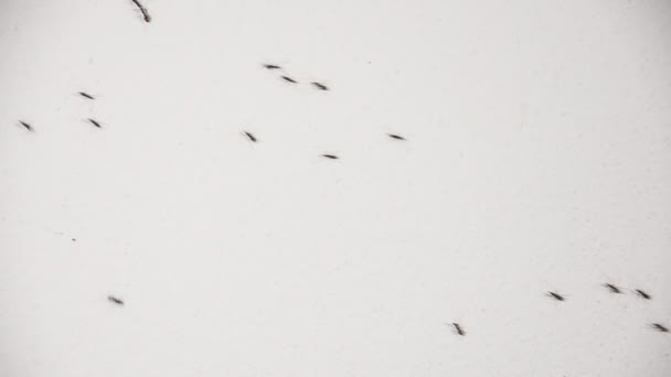 Hormigas caminando sobre pared blanca — Vídeo de stock
