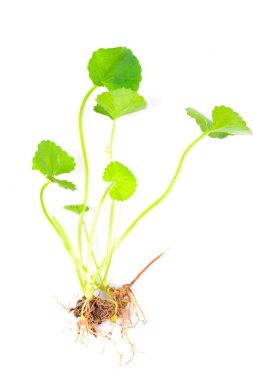 Centella asiatica, Asya Pennywort