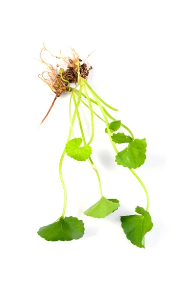 (Centella asiatica), ázsiai köldökfű — Stock Fotó