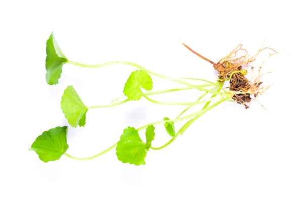 (Centella asiatica), ázsiai köldökfű — Stock Fotó