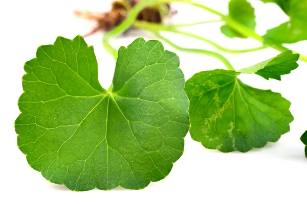 Centella asiatica, Asya Pennywort — Stok fotoğraf